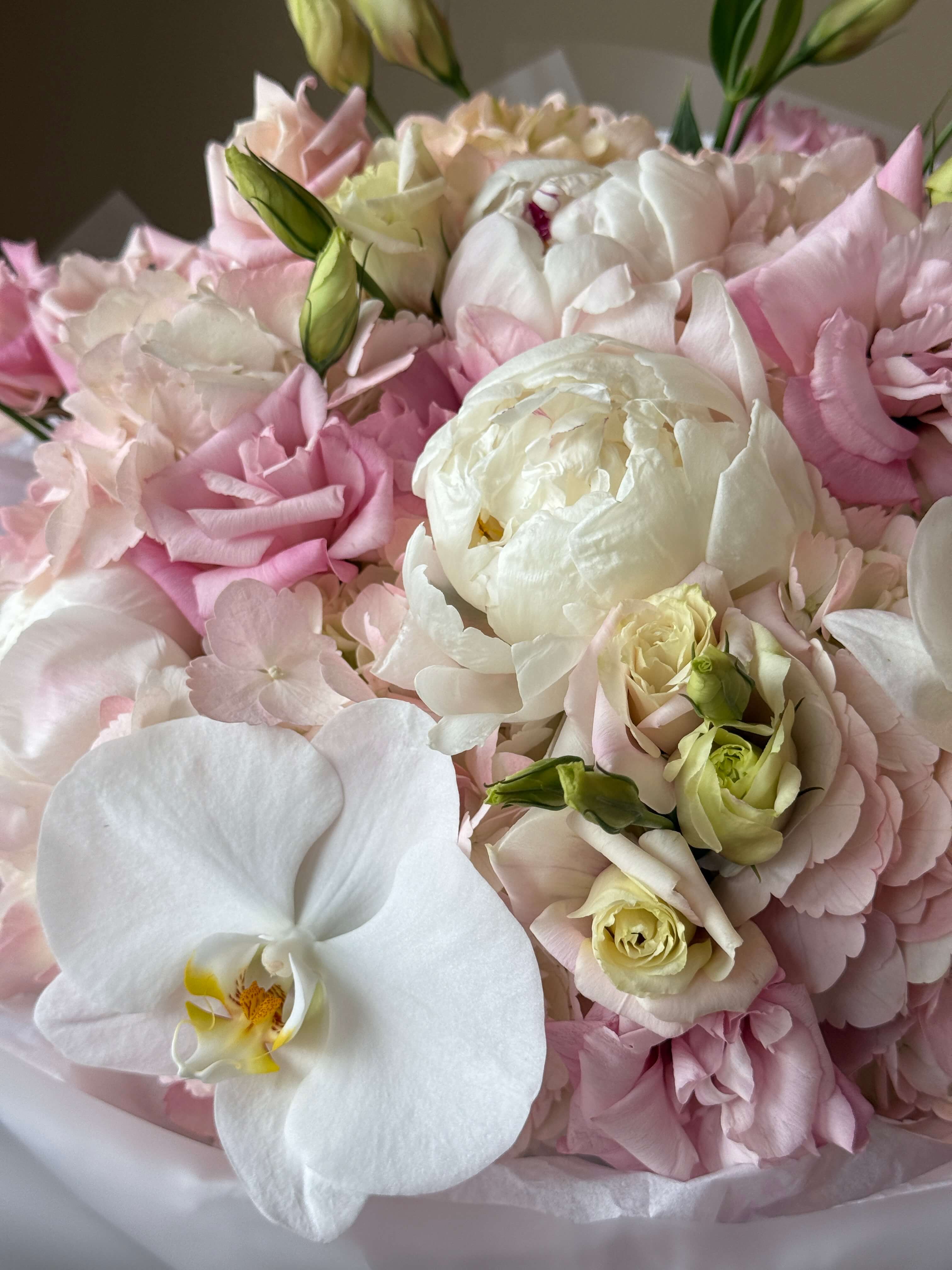 Peony Blush Sorbet