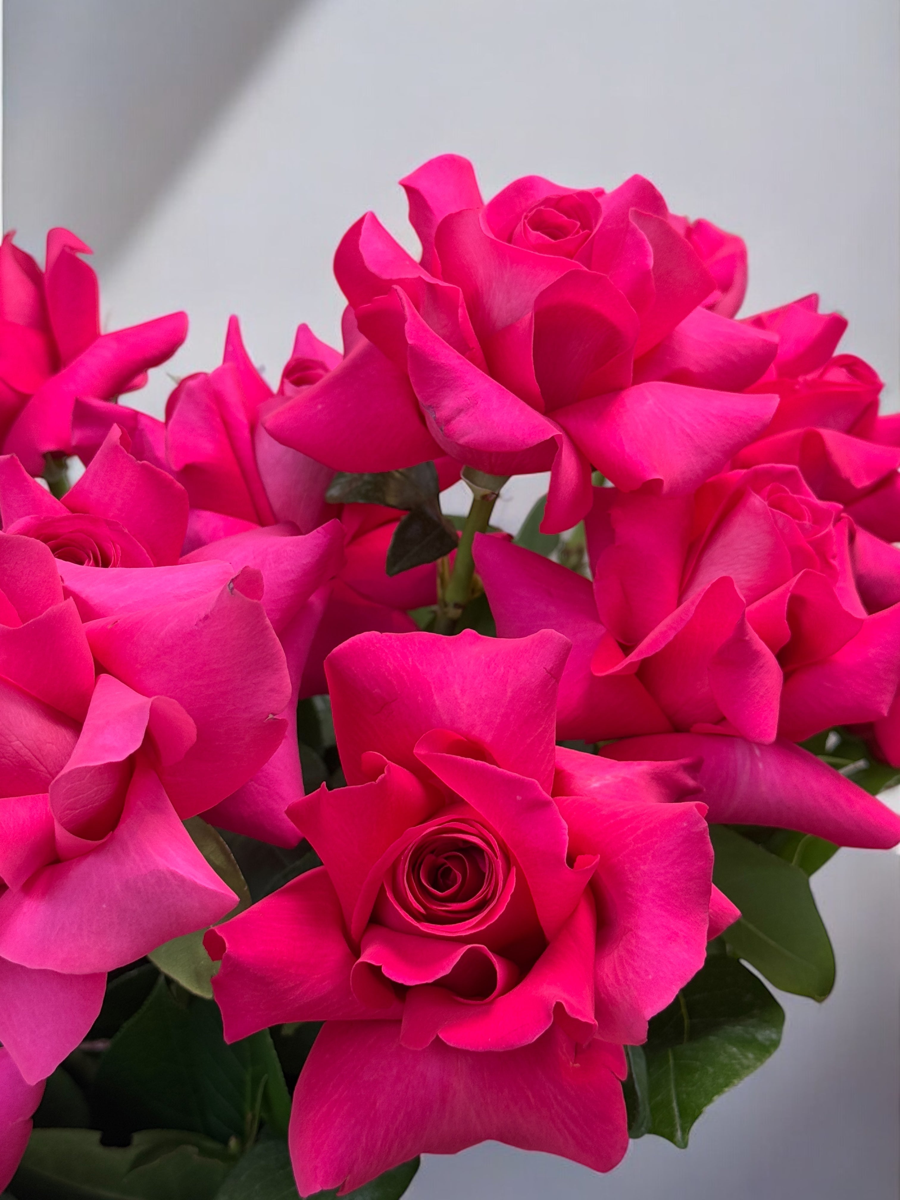 Queen of my Heart- Premium Hot Pink Roses