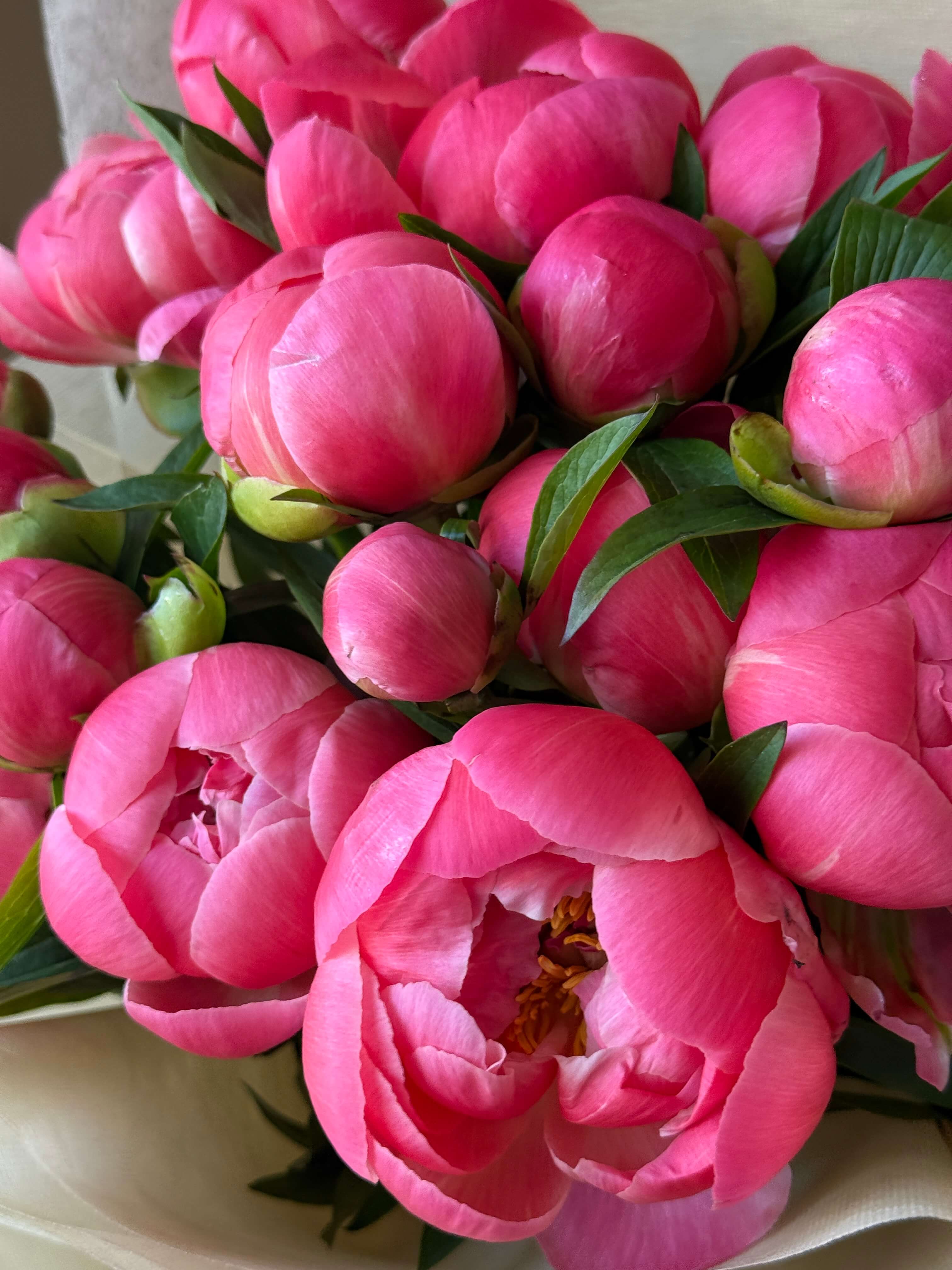 Coral Charm Peonies Bouquet